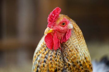 Detail of rooster on a farm with blurred background. Male domestic farm with focus on an eye in close up. Animal with red skin around beak in rural environment.
