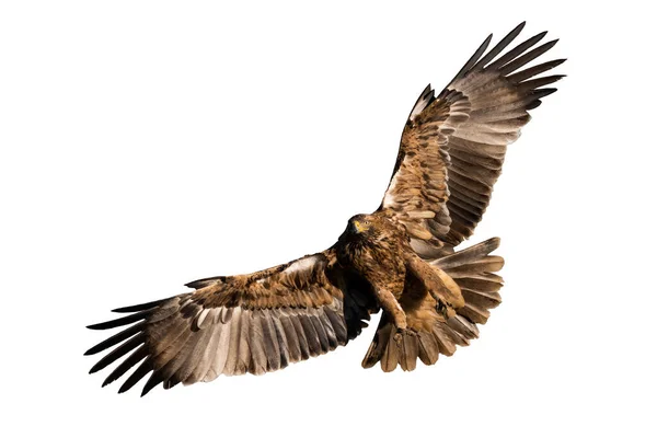 Eastern Imperial Eagle Aquila Heliaca Flight Isolated White Background Feathered — 图库照片