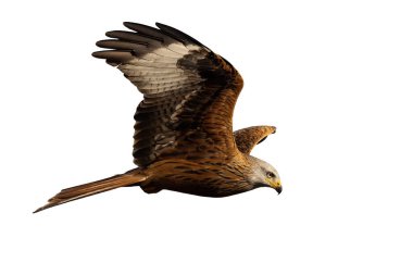 Red kite, milvus milvus, flying in the air isolated on white background. Brown wild bird in flight with copy space from side.. Feathered predator hovering cut out on blank.