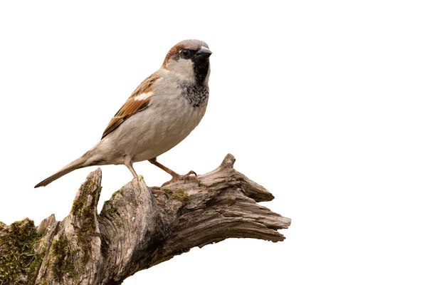 House Sparrow Passer Domesticus Sitting Wood Isolated White Background Brown — Fotografia de Stock