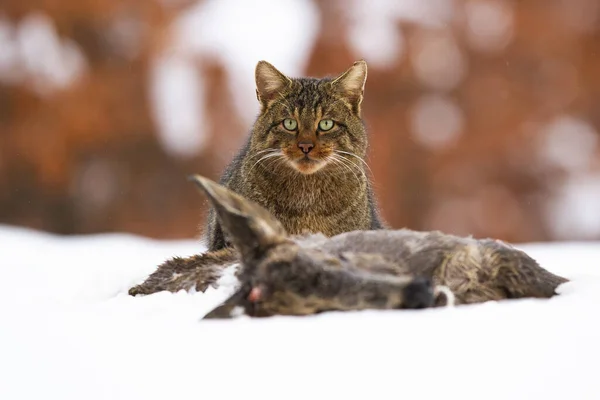 European Wildcat Felis Silvestris Eating Dead Prey Snow Winter Brown — Stockfoto