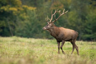 Red deer, cervus elaphus, walking on grassland in autumn nature from side. Stag moving on green field in fall. Brown mammal with antlers marching on meadow.