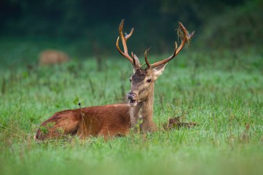 Red deer, cervus elaphus, lying on green grassland in autumn nature. Antlered stag resting on field in fall. Brown mammal inactive with open mouth on pasture.