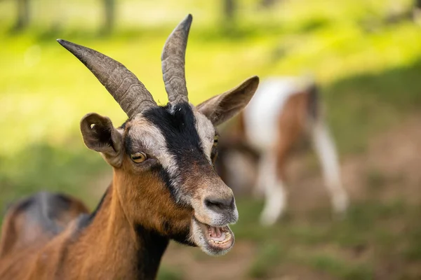 Goat bleeting in farmland in summertime nature in close up. Brown domestic animal with open mouth on farm in summer. Mammal with horns looking to the camera in park.