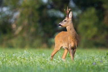 Roe deer, capreolus capreolus, looking over the shoulkder on blooming meadow in summer. Buck observing on wildflowers. Brown mammal standing on grassland with copy space.