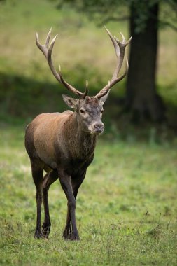 Red deer, cervus elaphus, walking on grassland in autumn from front in vertical shot. Stag approaching on meadow in fall. Antlered mamml coming closer in field.