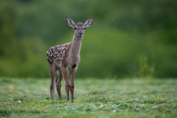 Baby Red Deer Cervus Elaphus Looking Camera Pasture Summer Young — Stock Photo, Image