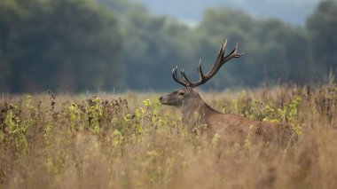 Red deer, cervus elaphus, peeking out of long grass in autumn nature. Stag walking in dense grassland in fall. Brown male mammal looking on dry field.