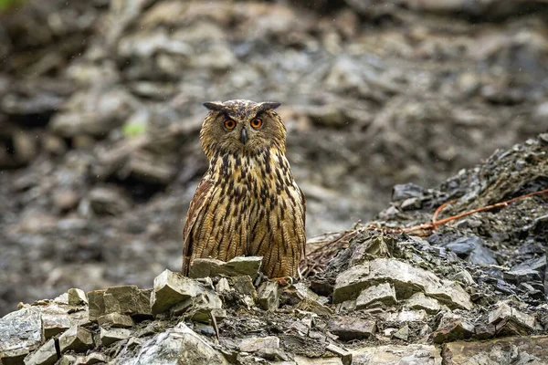 Eurasian eagle-owl, bubo bubo, sitting on rocks in mountains from front. Bird of prey looking to the camera on stones. Brown feathered animal resting on cliff.