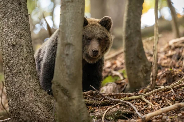 Brown Bear Ursus Arctos Hiding Tree Woodland Copy Space Mammal — Stock Fotó