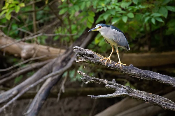 Black Crowned Night Heron Nycticorax Nycticorax Sitting Branch Summer Color — Stok fotoğraf