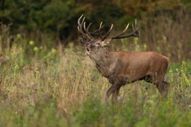 Red deer, cervus elaphus, bellowing in long grassland in autumn nature. Antlered mammal roaring on field in fall. Brown stag walking on meadow in rutting season.