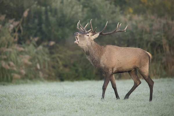 Red Deer Cervus Elaphus Stag Roaring Meadow Covered Frost Early — Fotografia de Stock