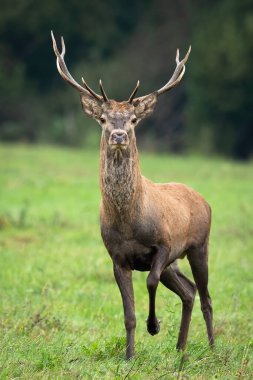 Surprised young red deer, cervus elaphus, stag approaching from front view on a meadow with green grass . Curious male mammal with antlers walking forward in vertical composition. Animal wildlife.