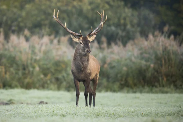 Majestic Red Deer Cervus Elaphus Stag Standing Meadow Frost Ground — Fotografia de Stock