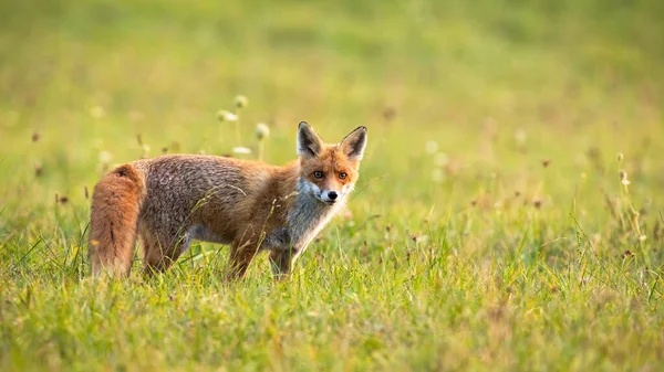 Furry Red Fox Vulpes Vulpes Looking Camera Meadow Autumn Mammal — ストック写真