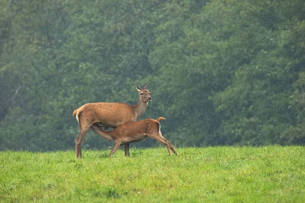 Mother Red Deer Cervus Elaphus Feeding Her Young Milk Summer — Photo