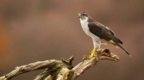 Northern Goshawk Accipiter Gentilis Sitting Branch Autumn Forest Wild Bird — Stockfoto