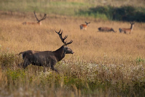 Red Deer Cervus Elaphus Stag Walking Front Herd Rutting Season — Stok fotoğraf
