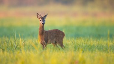 Tranquil summer scenery with roe deer, capreolus capreolus, buck looking in green grass. Peaceful moment in nature with wild animal in horizontal composition.