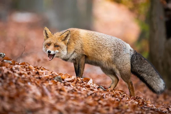 Red Fox Vulpes Vulpes Chewing Open Mouth Autumn Forest Fallen — Stock Photo, Image