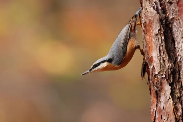 Eurasian Nuthatch Sitta Europaea Climbing Tree Autumn Forest Copy Space — Stock Photo, Image