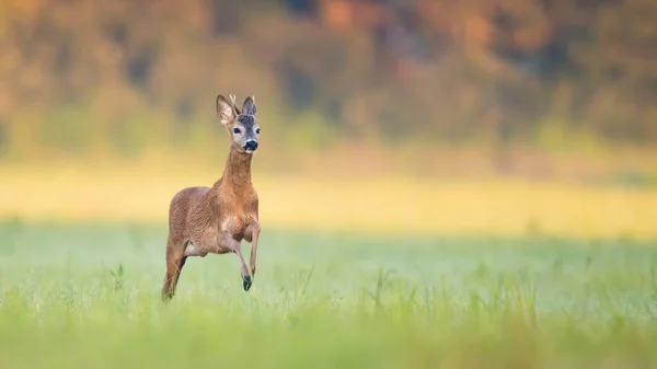 Roe Deer Capreolus Capreolus Buck Running Fast Meadow Summer Illuminated —  Fotos de Stock