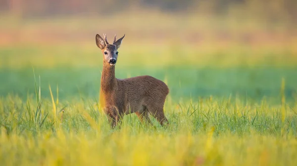 Γαλήνιο Καλοκαιρινό Τοπίο Ζαρκάδια Capreolus Capreolus Buck Ψάχνει Στο Πράσινο — Φωτογραφία Αρχείου