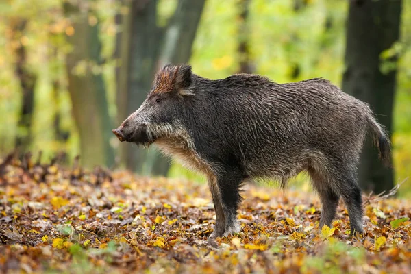 Wild Boar Sus Scrofa Standing Autumn Forest Orange Yellow Leaves — 图库照片