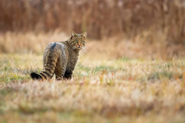 Shy European Wildcat Felis Silvestris Looking Back Shoulder Meadow Yellow — Stok fotoğraf