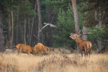 Group of red deer, cervus elaphus, grazing on dry meadow in autumn. Stag roaring on field with bunch of hinds in background. Brown mammal bellowing on pasture.