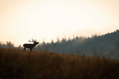 Silhouette of red deer, cervus elaphus, stag roaring on a horizon with sky in background in autumn nature. Male mammal with antlers bellowing with open mouth and challenging rivals in rutting season.