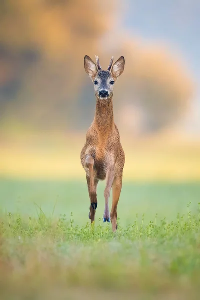 Young Roe Deer Capreolus Capreolus Buck Running Forward Green Grass — Stock Fotó