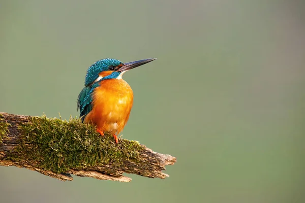 Common Kingfisher Alcedo Atthis Vivid Feathers Sitting Branch Covered Green — Stock Fotó