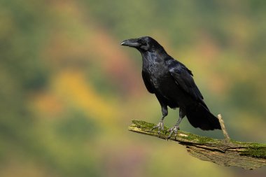 Common raven, corvus corax, looking on bough in autumn with copy space. Dark bird sitting on branch in fall. Black animal with beak resting on wood from side.
