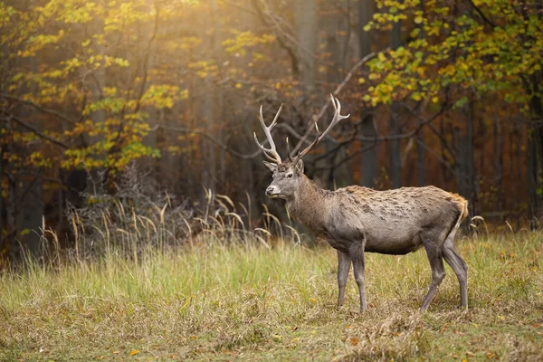 Red Deer Cervus Elaphus Standing Colorful Forest Autumn Sunlight Male — Stock Photo, Image