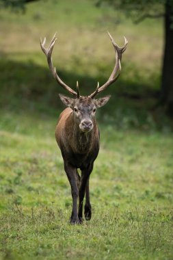 Red deer, cervus elaphus, approaching on green field in autumn in vertical shot. Male mammal walking on grassland. Stag going forward on meadow in fall.