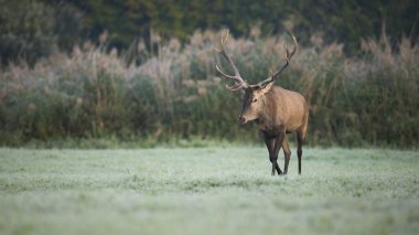 Red deer, cervus elaphus, approaching on green meadow in autumn nature. Brown stag walking on field in fall. Antlered mammal coming closer on pasture.