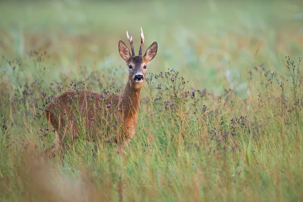 Roe deer, capreolus capreolus, standing in long grass in autumn morning. Buck looking to the camera on field in fall. Brown mammal with antlers watching on pasture.