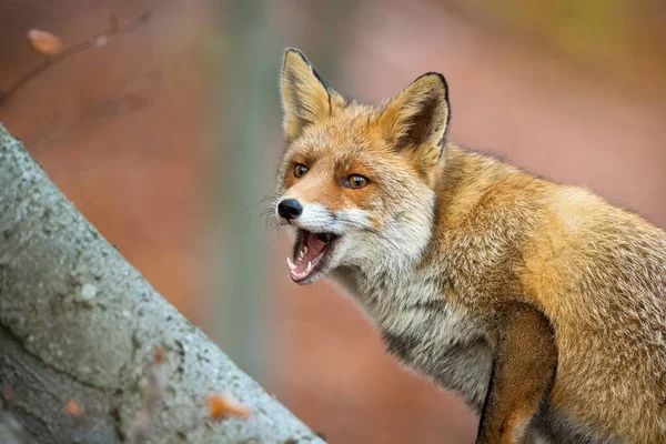 Red Fox Vulpes Vulpes Open Mouth Forest Autumn Nature Orange — Fotografia de Stock