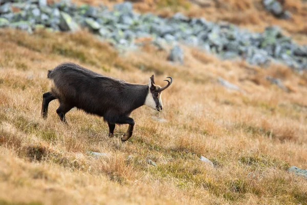 Tatra Chamois Rupicapra Rupicapra Tatrica Walking Mountains Autumn Wild Goat — Stok fotoğraf