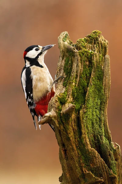 Great Spotted Woodpecker Dendrocopos Major Climbing Tree Autumn Black White — Stock Photo, Image