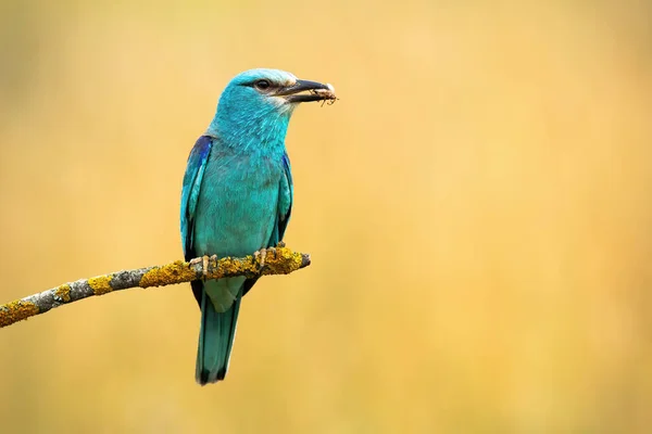 European Roller Coracias Garrulus Holding Insect Beak Branch Summer Turquoise —  Fotos de Stock