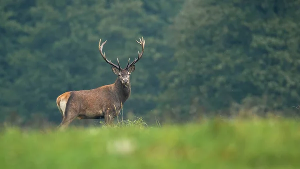 Red Deer Cervus Elaphus Looking Camera Meadow Autumn Antlered Mammal — Stock Photo, Image