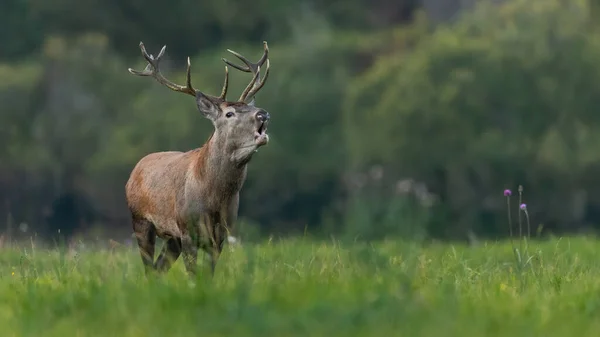 Red Deer Cervus Elaphus Roaring Green Meadow Summertime Nature Stag — Photo