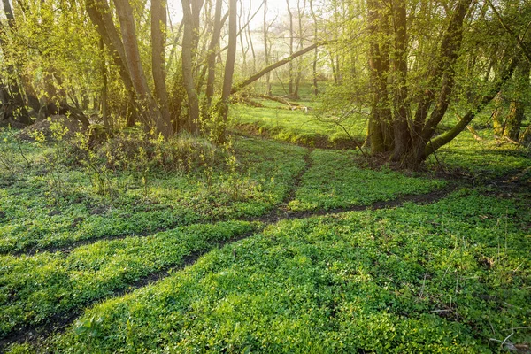 Animal Paths Leading Spring Forest Sun Shining Leaves Trees Crossroads — Fotografia de Stock