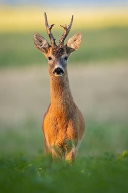 Roe deer, capreolus capreolus, buck with large antlers standing on field from front view in vertical composition with blurred background. Roebuck illuminated by morning sun in fresh green environment.