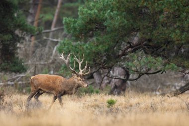 Red deer, cervus elaphus, walking on dry grassland in autumn national park. Stag moving on glade in Hoge Veluwe. Brown mammal going on meadow in Netherlands.