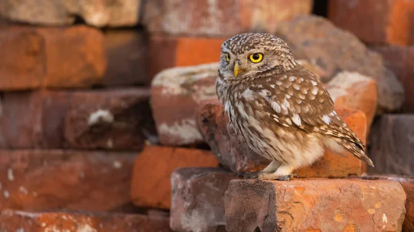 Little owl, athene noctua, sitting on a old brick of a ruin with copy space. Wild bird of prey in urban environment with copy space. Animal wildlife in countryside near humans.