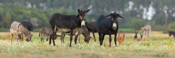 Herd Donkeys Looking Camera Grazing Pasture Summer Group Domestic Animals —  Fotos de Stock